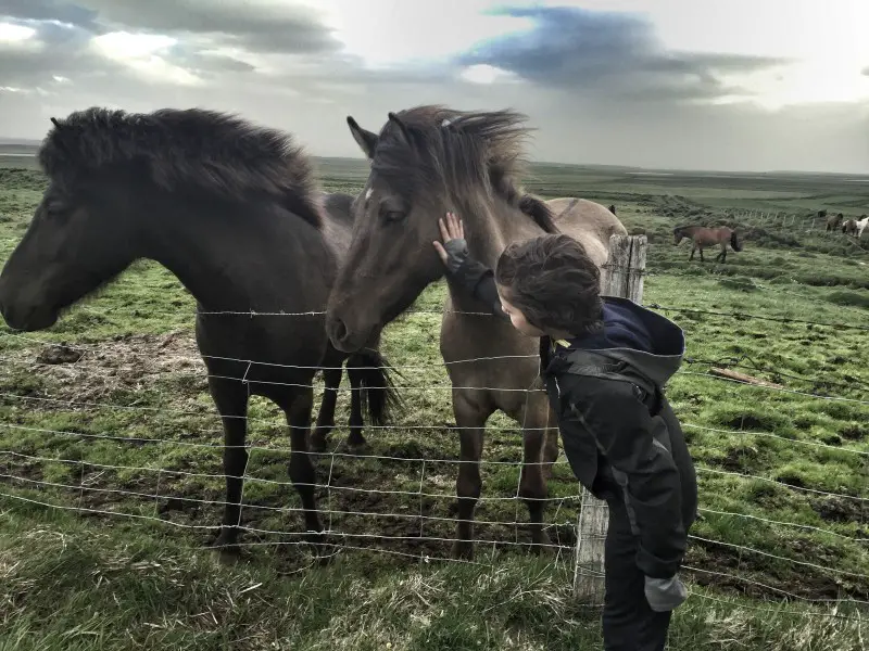 Kasm saying hello to Icelandic horses