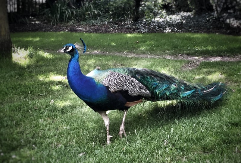 Holland Park, London