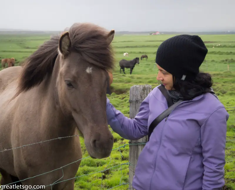 Baharak with Icelandic horse