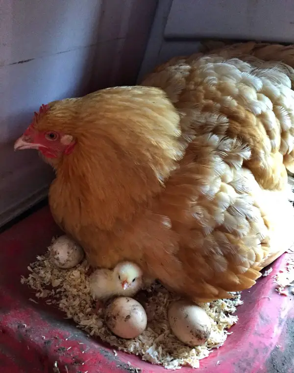 First hatched chick @ Hope Barn - Fowey, Cornwall