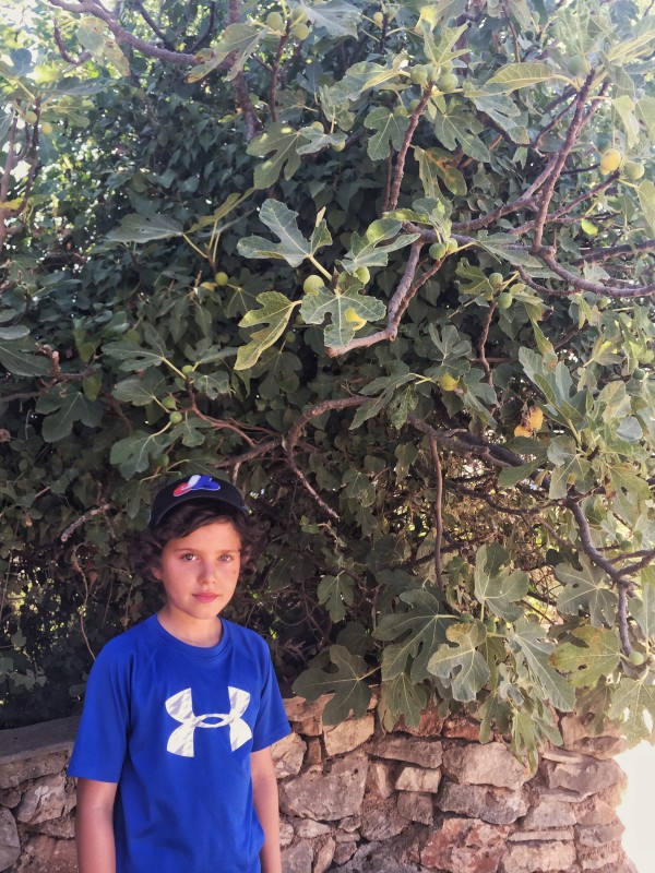 Fig Stari Grad Croatia