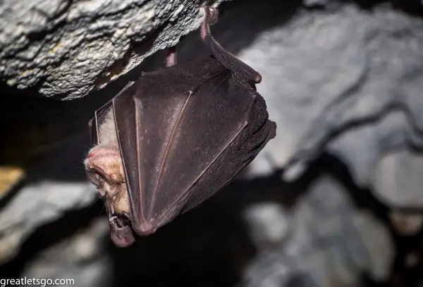 Horseshoe Bat 